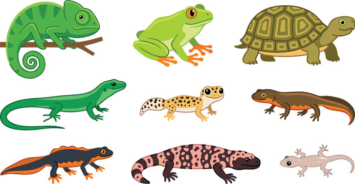 Cute reptile and amphibian vector cartoon collection featuring chameleon frog turtle lizard gecko gila monster salamander and newt isolated on white background