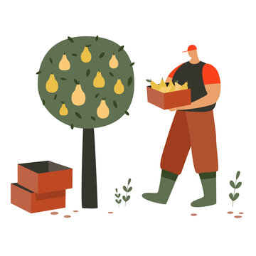 Flat illustration of a farmer harvesting ripe pears from a fruit tree and carrying a box filled with fresh produce, with empty crates nearby