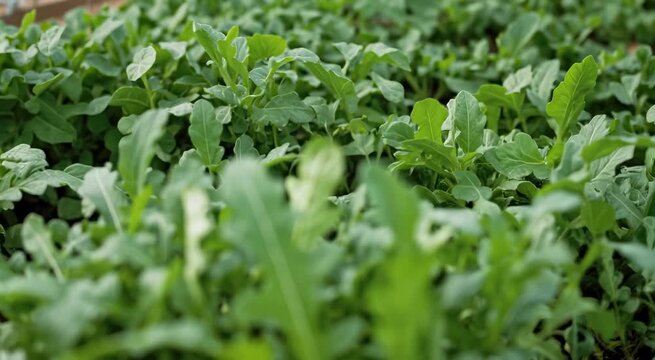 Fresh peppery arugula leaves growing in garden soil, vibrant green baby salad greens ready for harvest