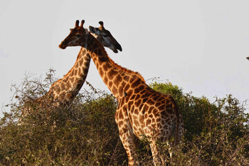 Obraz premium Two Giraffes With Necks Crossed Timbavati Greater Kruger