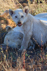 White Lion Cub Sitting Direct Gaze Timbavati Greater Kruger © A_Vigilante