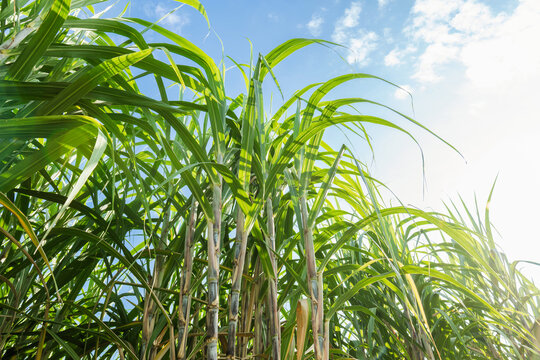 Tall green sugarcane stalks sway gently in sunlight