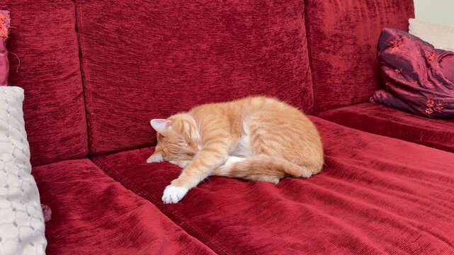 A ginger and white tabby cat sleeps peacefully curled up on a red corduroy sofa, front paw stretched out and eyes gently closed.