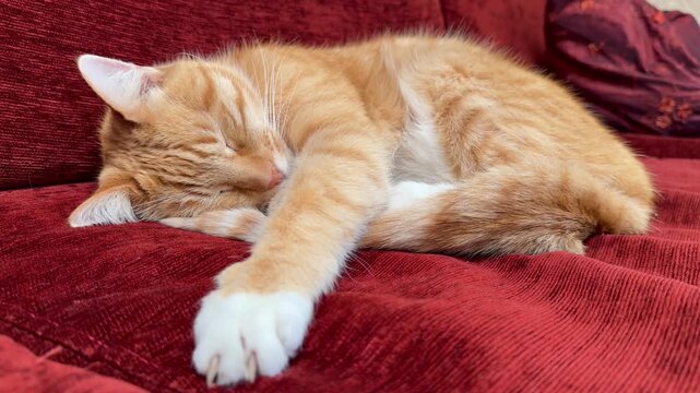 A tired ginger and white tabby tomcat sleeps peacefully curled up on a red corduroy sofa.