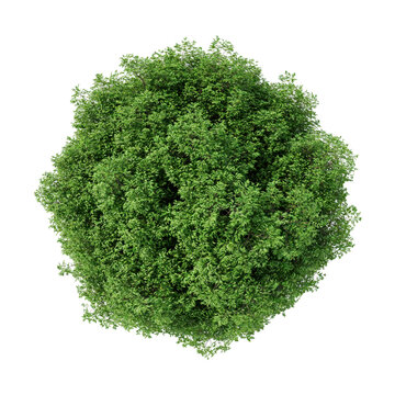 View of a lush green deciduous tree canopy with dense foliage and detailed leaf texture for landscaping isolated on a transparent background