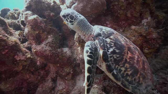 A hawksbill sea turtle rests on the reef before gliding forward and swimming close to the camera. The turtle moves calmly over the corals, passing just in front of the lens as it heads toward brighter
