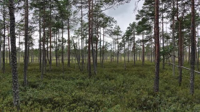 Slow Forward Drone Shot Moving Through Forest Wetland. Shot in Finland.