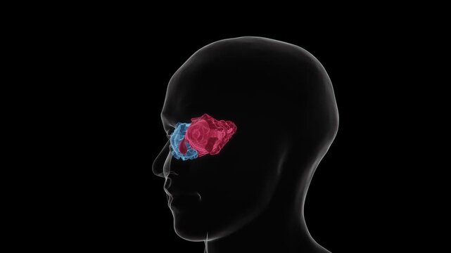 Graves' disease progression in the eyes refers to changes associated with thyroid eye disease, including swelling of tissues around the eyes, eyelid retraction, eye prominence in 4K UHD