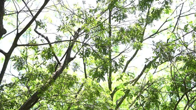 Sunlight shines through a leafy green tree canopy, with dark branches stretching across a bright white sky in a peaceful natural forest view.