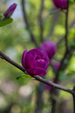 Magnolia liliiflora called Mulan purple red lily tulip woody orchid magnolia in bloom, flowering springtime tree shrub