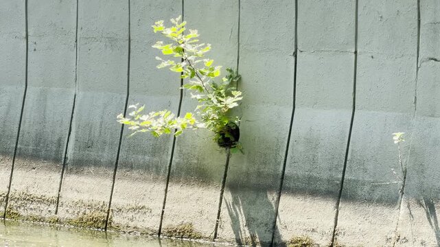 A small green tree grows proudly out of a concrete wall above water in Simferopol, Crimea. Its bright leaves reach toward sunlight, inspiring a hopeful feeling of quiet resilience.