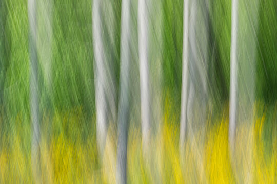 Abstract vertical motion blur of trees in a forest with green leaves and yellow flowers. Intentional camera movement panning technique.