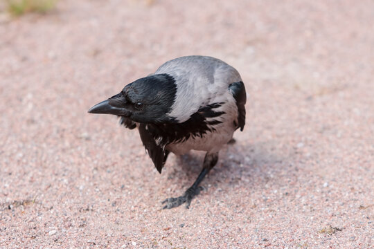 Curious and hungry hooded crow (Corvus corone cornix), also called just hoodie. It is an ashy-grey bird with black head, throat, wings, tail, and thigh feathers, eyes, and feet.