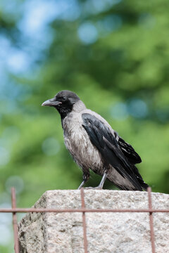 Curious and hungry hooded crow (Corvus corone cornix), also called just hoodie. It is an ashy-grey bird with black head, throat, wings, tail, and thigh feathers, eyes, and feet.