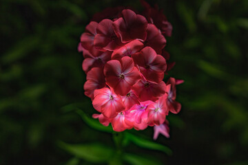 Obraz premium Pink phlox on a black background