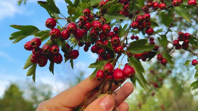Womans hand gently holds tree branch with ripe red hawthorn berries outdoors. Organic harvesting and connecting with nature concept.