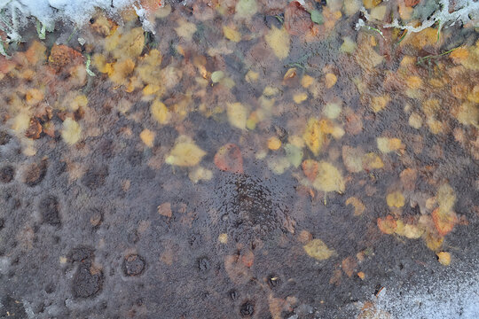 autumn fallen leaves frozen in ice, seasonal background, texture of autumn and early winter