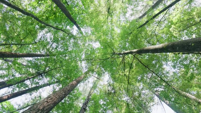 Low angle view looking up at green forest canopy