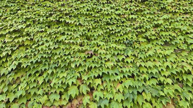 A dense wall covered entirely in lush green ivy leaves, creating a vibrant natural texture and pattern.