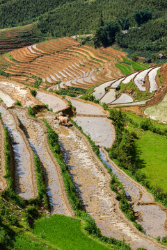 A rice field terraces. Near Sapa, Mui Ne