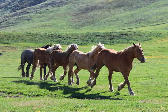 Group of horses trotting in line across green mountain meadow