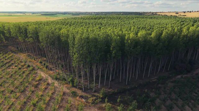 Aerial view of a dense green poplar plantation surrounded by agricultural fields and dry terrain in Villamayor, Castile and Leon, Spain.