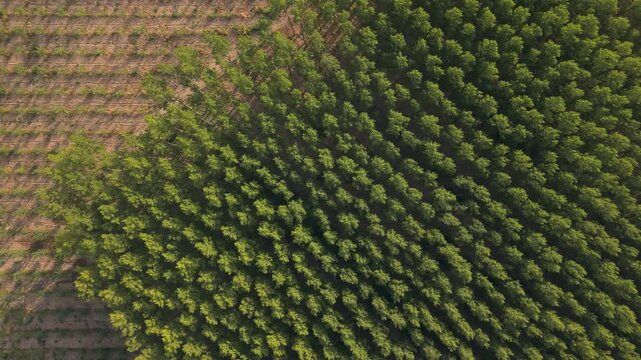 Aerial view of a managed forest plantation with rows of trees in Villamayor, Castile and Leon, Spain.