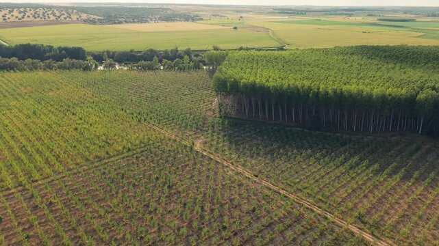 Aerial view of a managed timber plantation with rows of young trees and dense forest sections in the rural landscape of Villamayor, Castile and Leon, Spain.