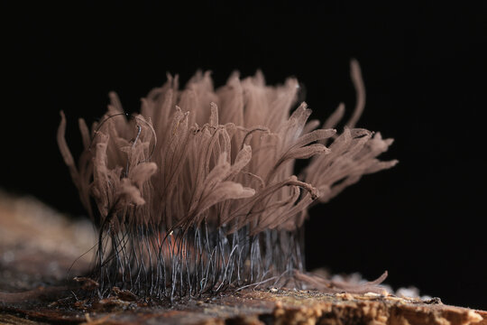 Plasmodium, small unusual mushrooms, mushroom spores, mycelium macro photo