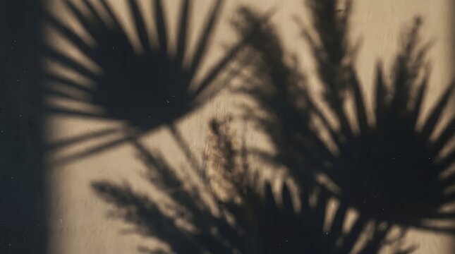 Dried Palm Frond Gobo Shadow on Dark Grainy Film Texture Background