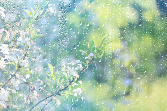 background of rain drops on glass, abstract summer grass and flowers in wet nature freshness