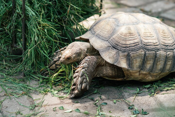 turtle eating grass © Hanif