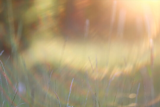Sunny day on a field of wild grasses and flowers, abstract blurred background of summer nature
