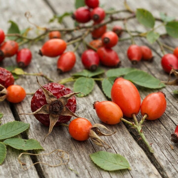 Hagebutten-Vielfalt auf verwittertem Holz &ndash; Nahaufnahme von Fr&uuml;chten der Wildrose im Herbst