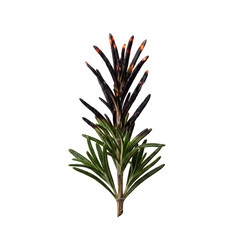 Fototapeta premium Charred fresh rosemary sprig with glowing orange embers isolated on transparent background png