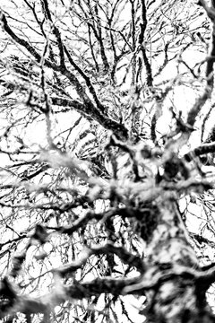 Tangled Tree Branches in Black and White
