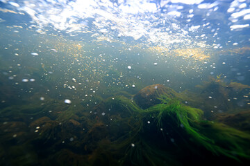 Underwater photo in a fast-flowing freshwater river with algae and underwater landscape © kichigin19