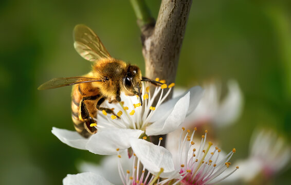 Bl&uuml;ten der Kirschpflaume (Prunus cerasifera) in Nahaufnahme am Baum mit einer Westlichen Honigbiene (Apis mellifera) - Sulz am Neckar, Deutschland