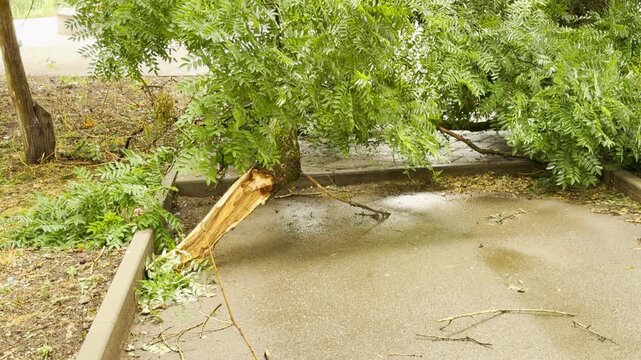 A broken green tree lies across a wet paved walkway after a harsh storm. Scattered branches cover the damp pavement. This sad view brings a gloomy feeling of destruction.