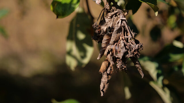 Dried dead brown leaves affected by plant disease or drought on fruit tree branch closeup