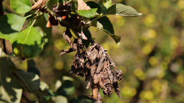 Dried dead brown leaves caused by fire blight disease on apple tree branch in orchard