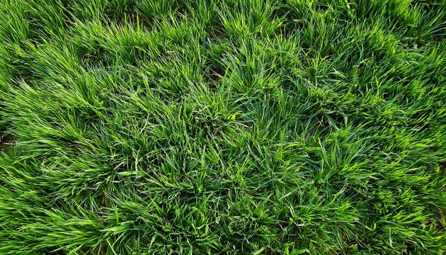 Directly Above Shot Of Fresh Green Grass Or Lawn