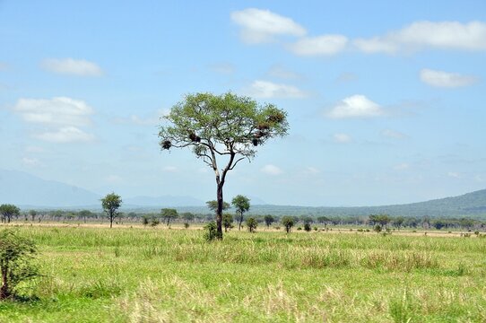 Mikumi-Nationalpark Tansania