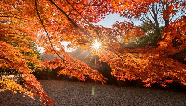 Dramatic Sunflare Bursting Through Dense Orange Japanese Maple Leaves During Autumn Season