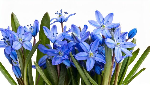 Close Up Of Blue Scilla Flowers Isolated On Transparent Background Scilla Siberica