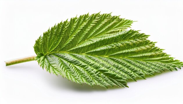 Raspberry Leaf Closeup On White