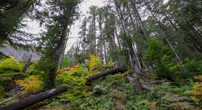 Fallen log and ferns on mossy forest floor, autumn understory