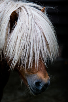 Close-up of a Shetland pony with super cool long bangs, thick white hair texture