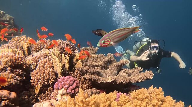Professional Scuba diver waiving hands underwater while exploring vibrant coral reef in red sea Hurgada, Egypt