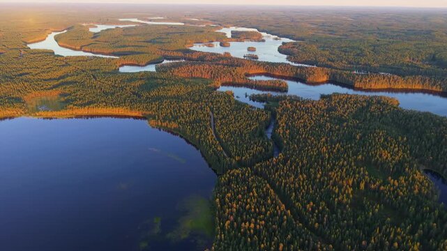 Aerial drone view of a vast pine forest interlaced with scenic lakes during a warm golden sunset